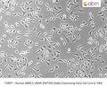 Human ABIN-1 UBAN [D472N] Stably Expressing HeLa Cell Line (L-540) | Applied Biological Materials (abm)