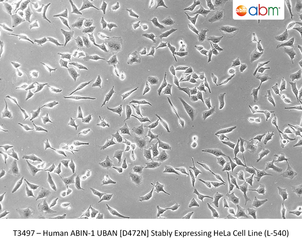 Human ABIN-1 UBAN [D472N] Stably Expressing HeLa Cell Line (L-540) | Applied Biological Materials (abm)