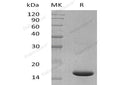 Recombinant Mouse IL1F6/IL36A Protein – Figure 1 of 2