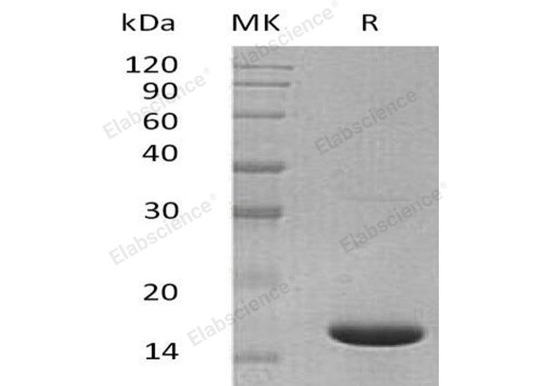Recombinant Mouse IL1F6/IL36A Protein – Figure 1 of 2