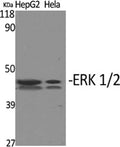ERK 1/2 Polyclonal Antibody – Figure 1 of 2