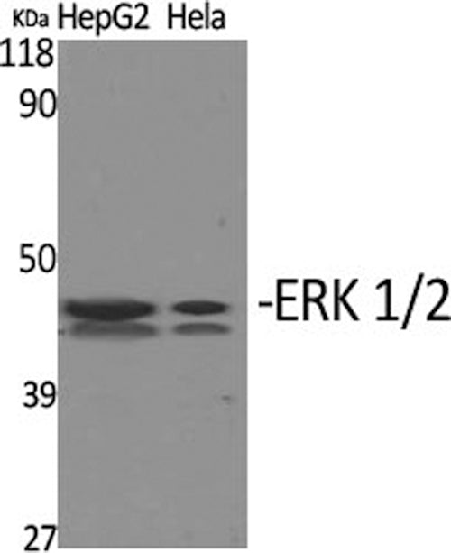 ERK 1/2 Polyclonal Antibody – Figure 1 of 2