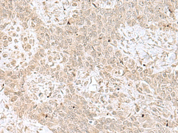 RPL35 Polyclonal Antibody – Figure 1 of 3