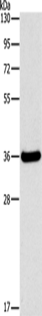 FGL1 Polyclonal Antibody – Figure 1 of 2