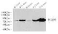 FOXO1 Polyclonal Antibody – Figure 1 of 2