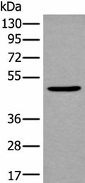 B4GAT1 Polyclonal Antibody – Figure 1 of 4