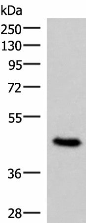 COPS3 Polyclonal Antibody – Figure 1 of 3