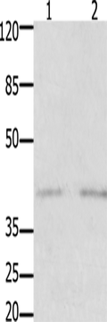 GFRA3 Polyclonal Antibody – Figure 1 of 2