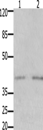 GFRA3 Polyclonal Antibody – Figure 1 of 2