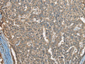 COX7A2L Polyclonal Antibody – Figure 1 of 2