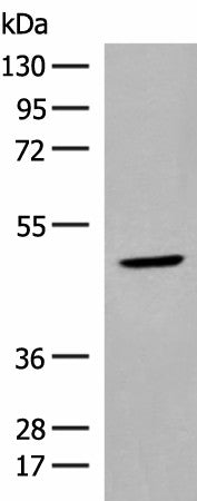 ZBTB8A Polyclonal Antibody – Figure 1 of 4