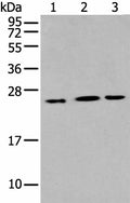 IL6 Polyclonal Antibody – Figure 1 of 2