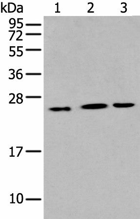 IL6 Polyclonal Antibody – Figure 1 of 2
