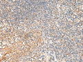 DUSP7 Polyclonal Antibody – Figure 1 of 2