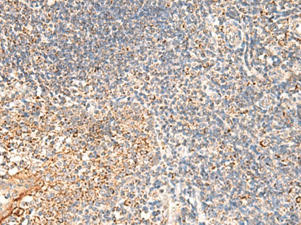 DUSP7 Polyclonal Antibody – Figure 1 of 2