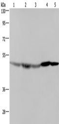 FH Polyclonal Antibody – Figure 1 of 4