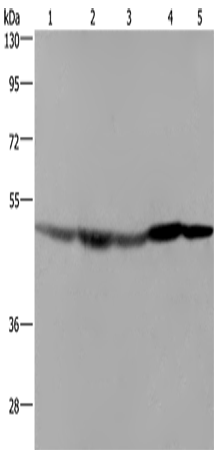 FH Polyclonal Antibody – Figure 1 of 4