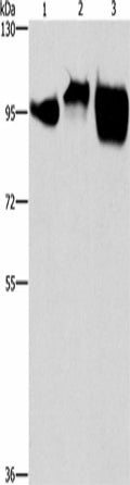 CD54 Polyclonal Antibody – Figure 1 of 4