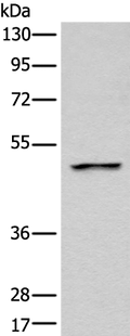 LOX Polyclonal Antibody – Figure 1 of 2