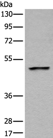 LOX Polyclonal Antibody – Figure 1 of 2