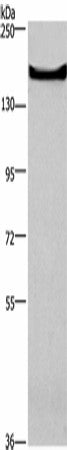 GPR124 Polyclonal Antibody – Figure 1 of 4
