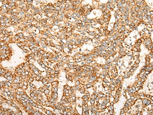 NR0B2 Polyclonal Antibody – Figure 1 of 3
