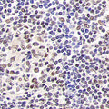 SIRT1 Polyclonal Antibody – Figure 1 of 4