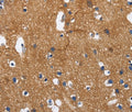 CADM3 Polyclonal Antibody – Figure 1 of 3