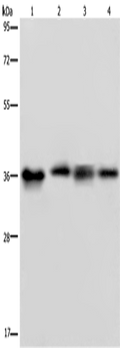 JAM-A Polyclonal Antibody – Figure 1 of 4