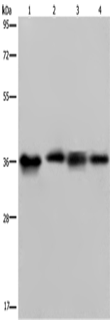 JAM-A Polyclonal Antibody – Figure 1 of 4