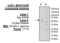 RANK, Fc fusion (IgG1), Avi-tag (Human) Recombinant – Figure 1 of 2