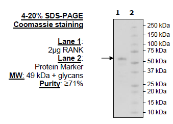 RANK, Fc fusion (IgG1), Avi-tag (Human) Recombinant – Figure 1 of 2