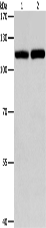 TLR3 Polyclonal Antibody – Figure 1 of 2
