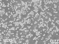 RBL-1 cell
