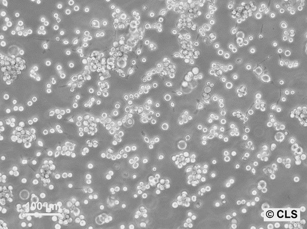 RBL-1 cell