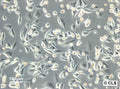 RCC-ER cell