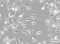 RCC-FG1 cell