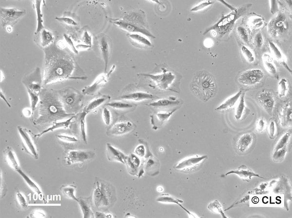 RCC-FG1 cell
