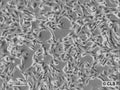 RCC-WK cell