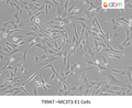 MC3T3-E1 Cells | Applied Biological Materials (abm)