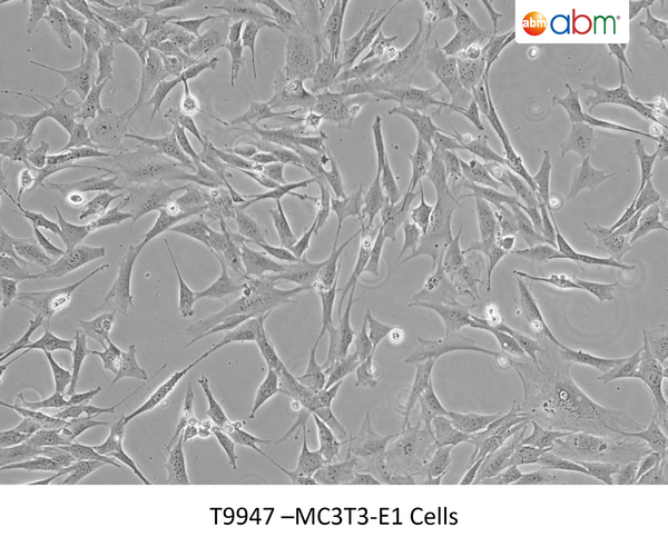 MC3T3-E1 Cells | Applied Biological Materials (abm)