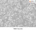 HeLa Cells – Figure 1 of 1