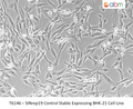 SINrep19 Control Stable Expressing BHK-21 Cell Line | Applied Biological Materials (abm)