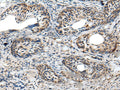 PRNP Polyclonal Antibody – Figure 1 of 3