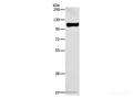 STAT6 Polyclonal Antibody – Figure 1 of 2