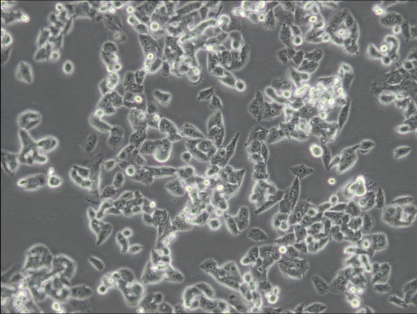 RM-1 cell