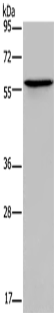 ADRA1B Polyclonal Antibody – Figure 1 of 2