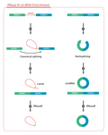 RNase R