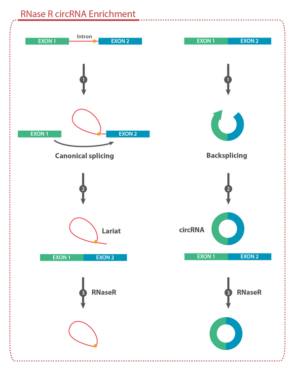 RNase R