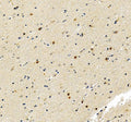 Anti-Fibroblast growth factor 2 FGF2 Antibody Picoband®